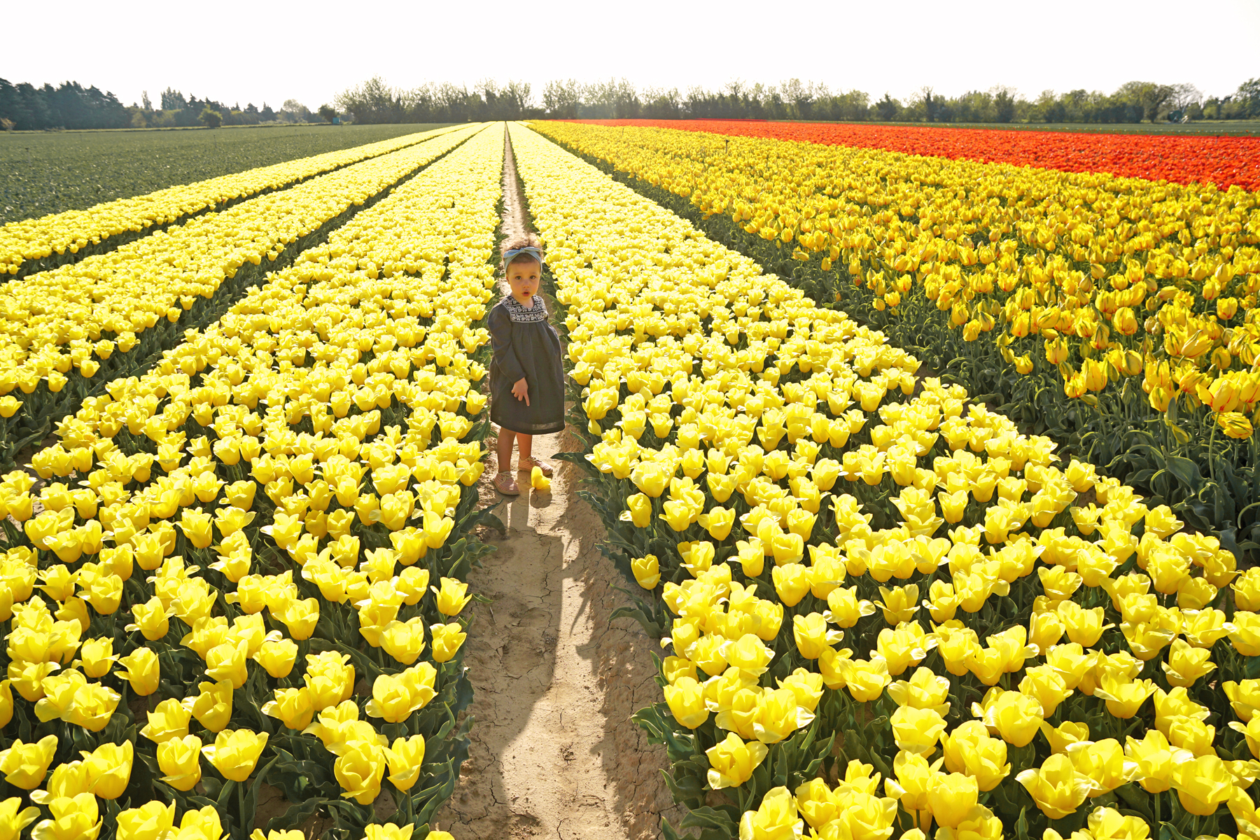 Petite fille dans un champs de tulipes