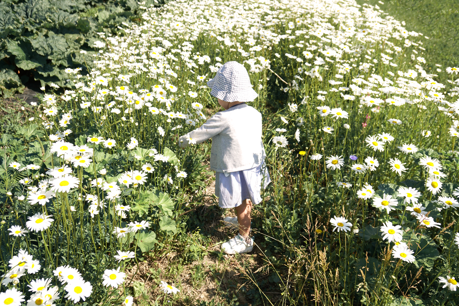 Petite fille dans un champs de fleurs à Fraisochamps, Thil
