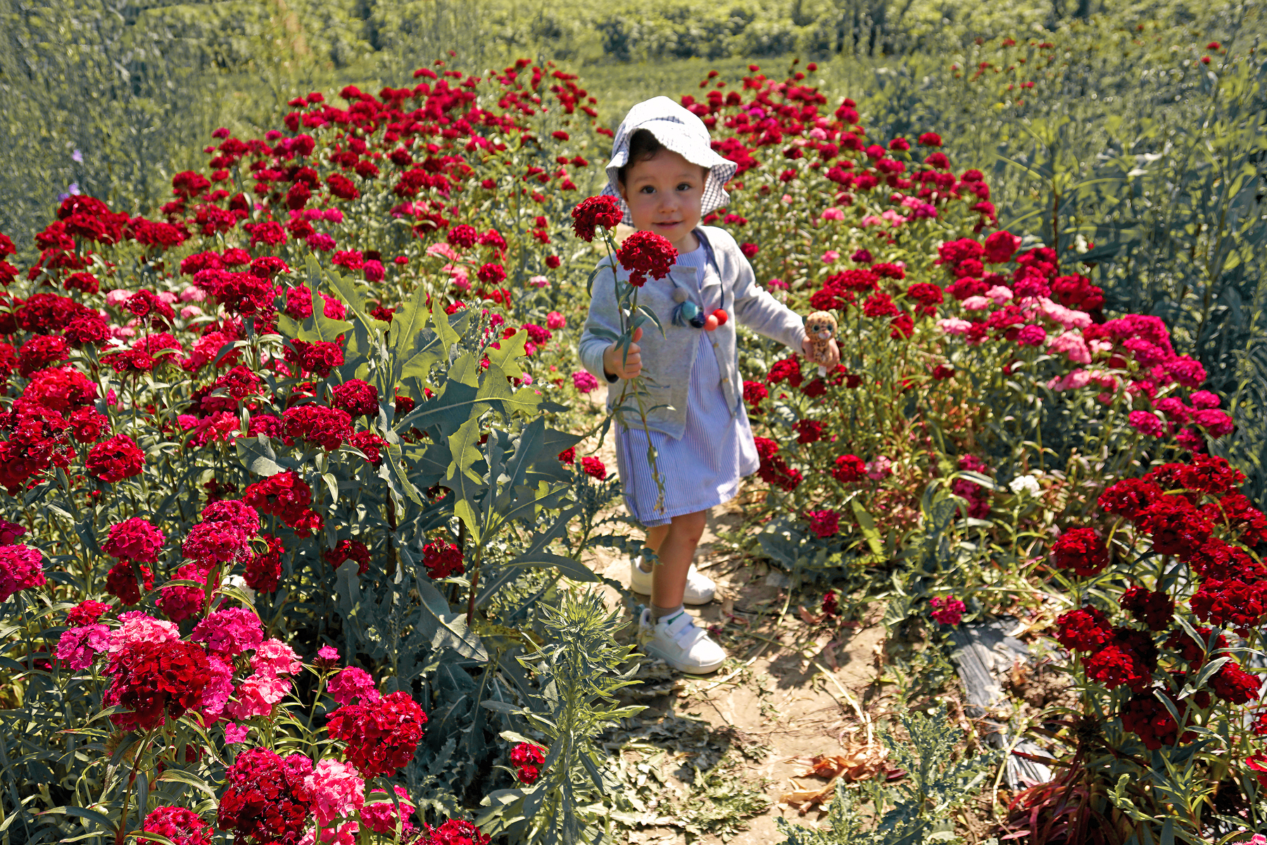 Petite fille dans un champs de fleurs à Fraisochamps, Thil