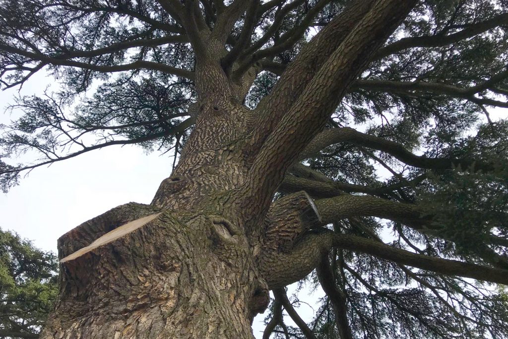 Arbre, parc de Beauregard