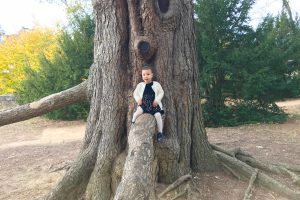 Enfant sur un arbre au parc de Beauregard en automne