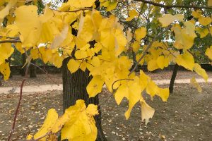 Arbres, au parc de Beauregard en automne