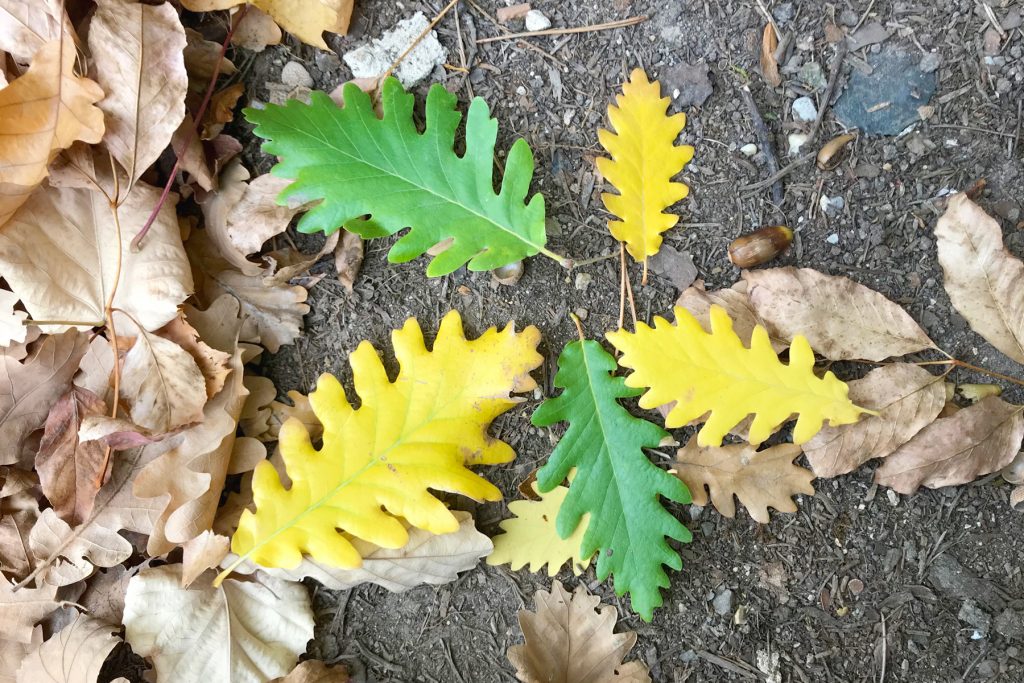Feuilles d'automne