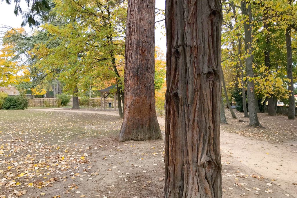 Arbre au parc de Beauregard