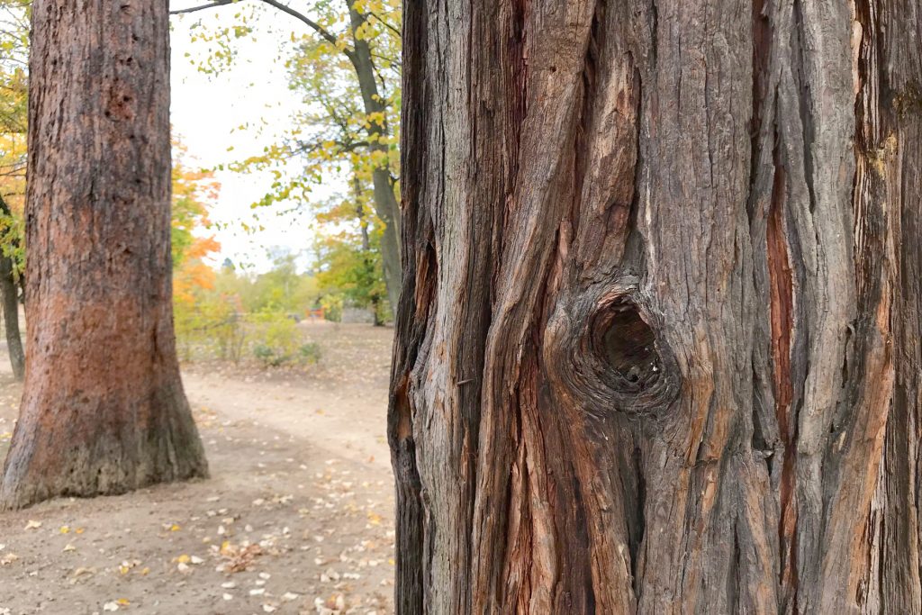 Arbre au parc de Beauregard