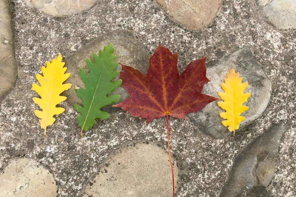 Feuilles d'automne
