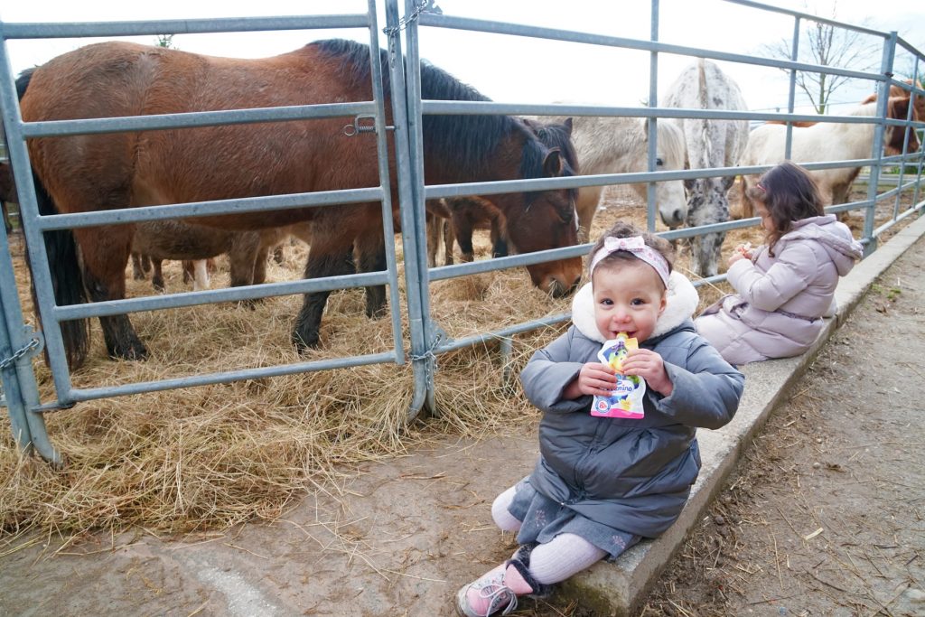 Papa absent, des sœurs observent les chevaux