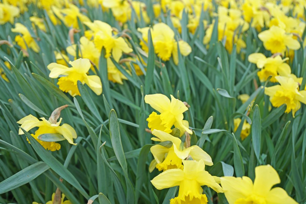 Jonquilles