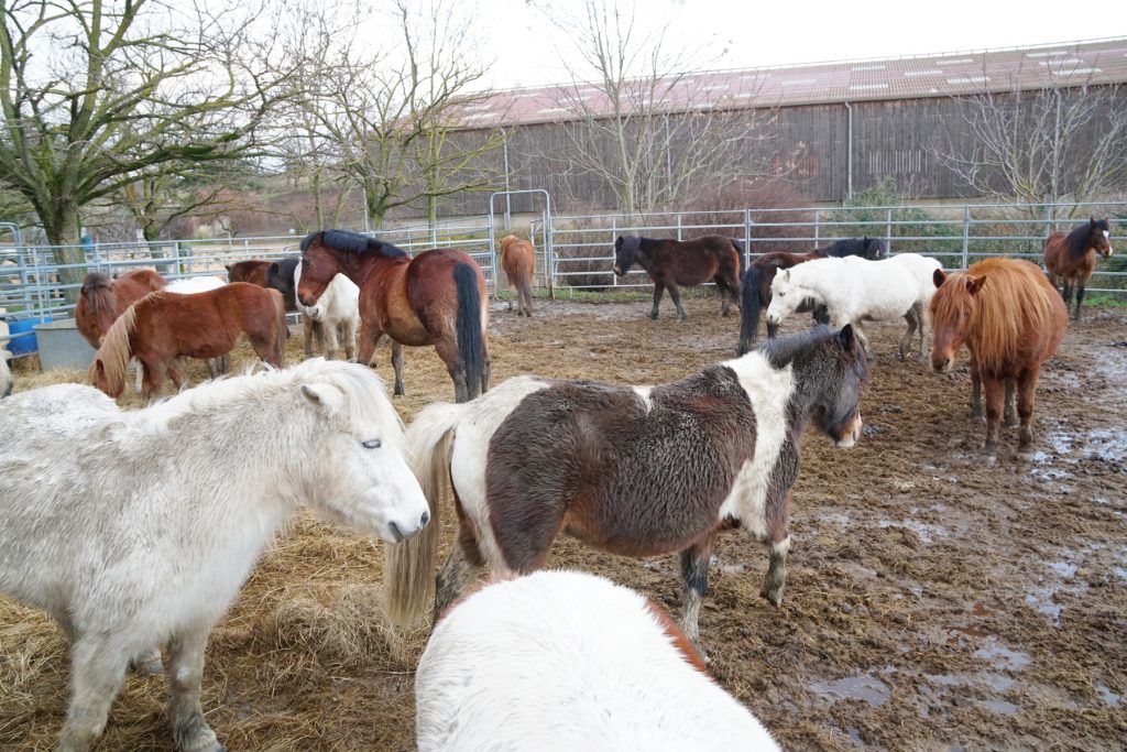 Chevaux