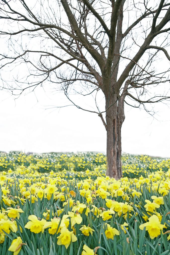 Arbre et jonquilles