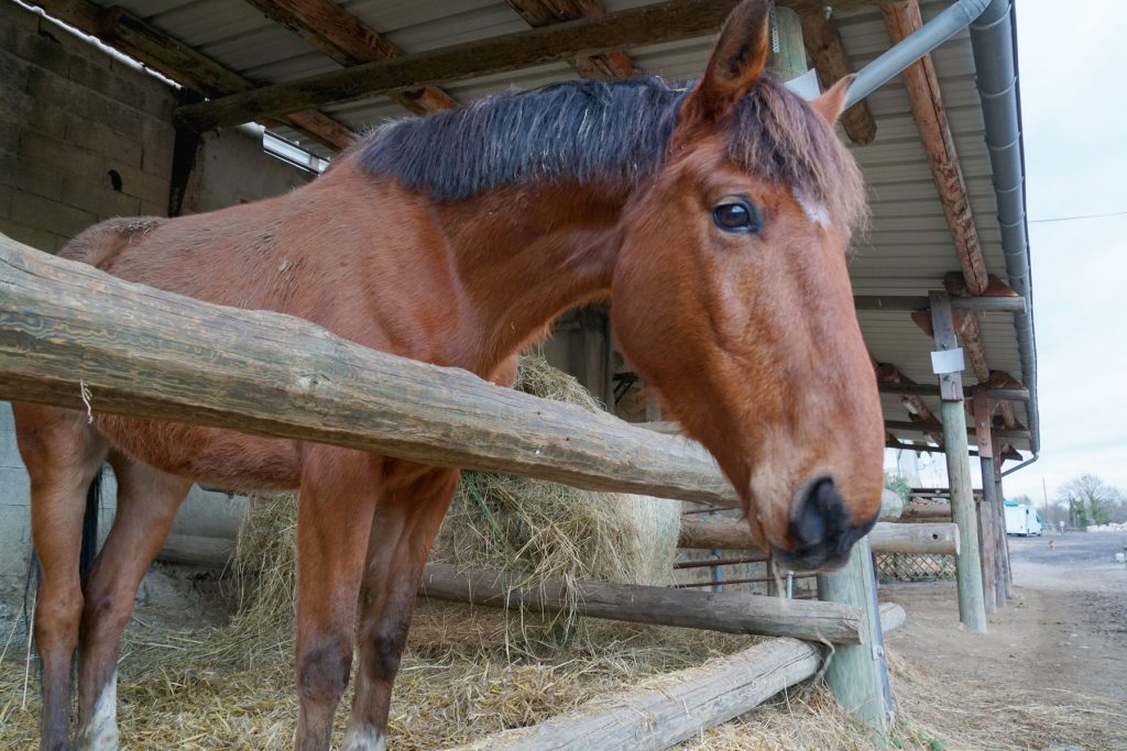 Cheval