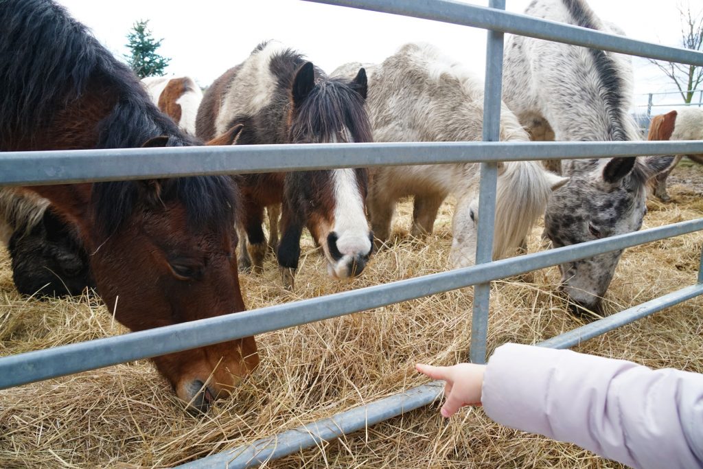 Chevaux