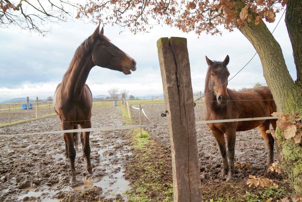 Chevaux