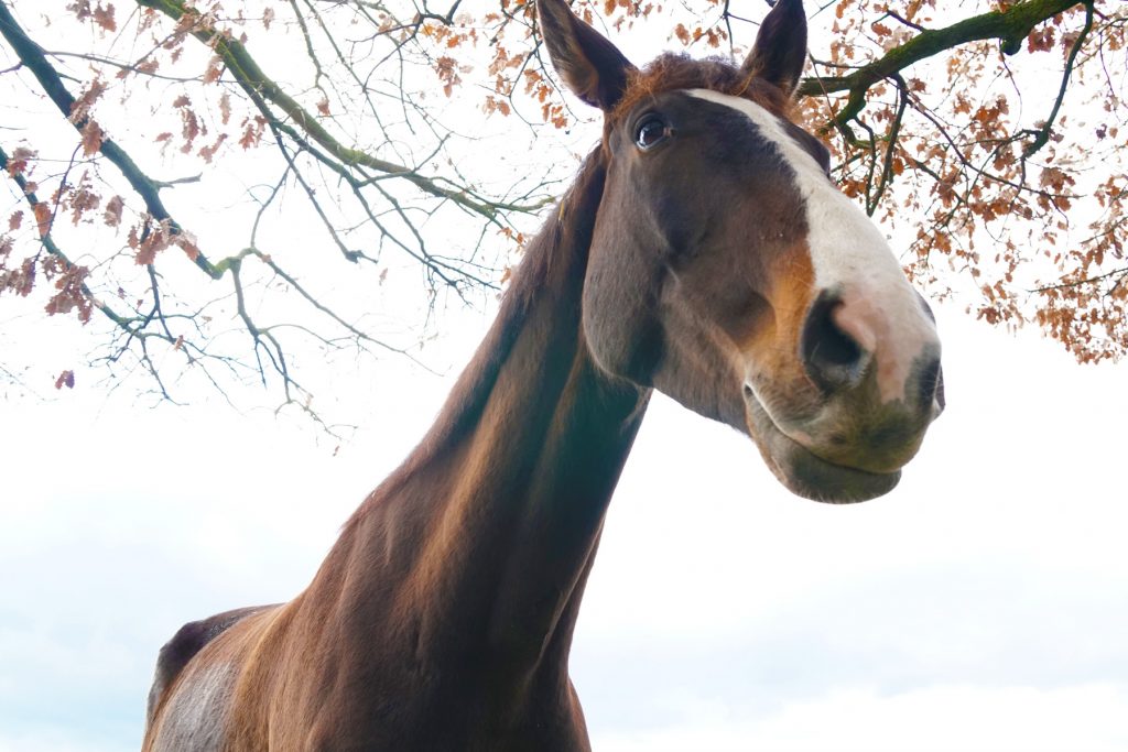 Cheval