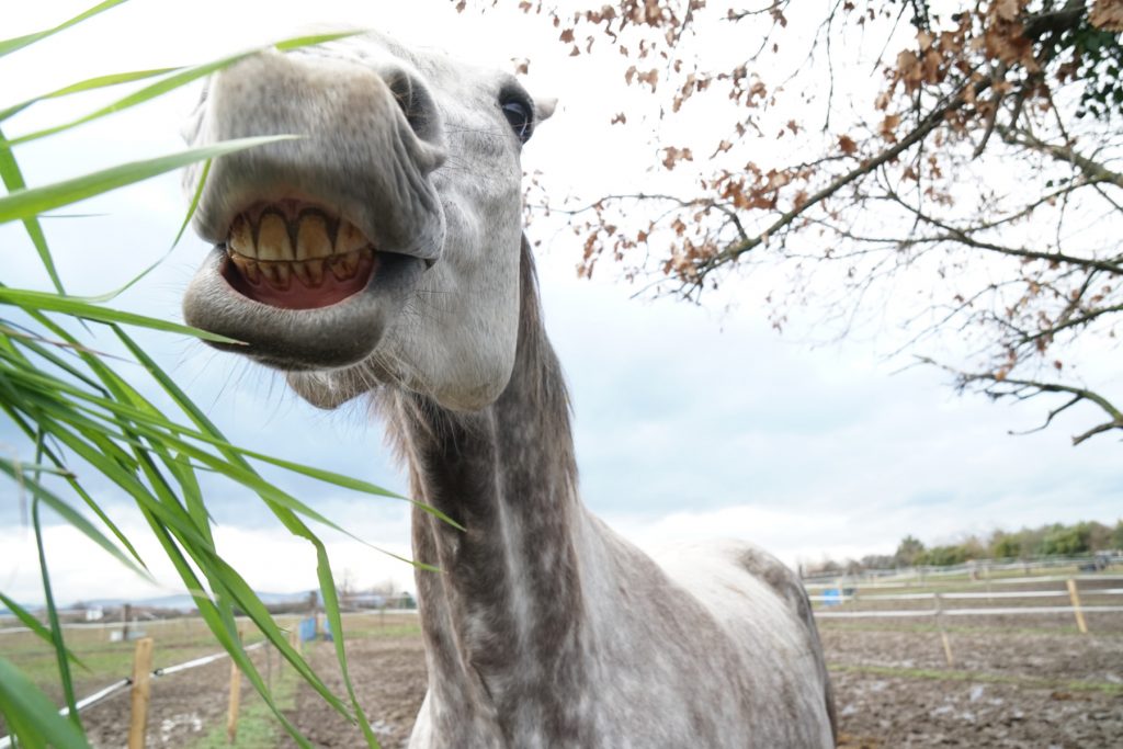 Cheval