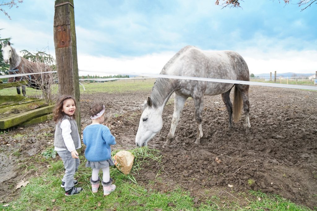 Papa absent, des sœurs vont nourrir les chevaux