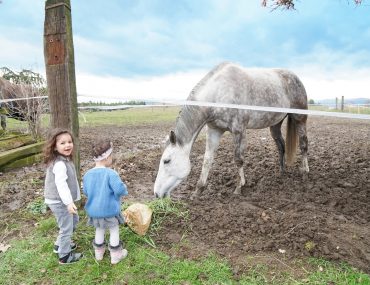 Papa absent, des sœurs vont nourrir les chevaux