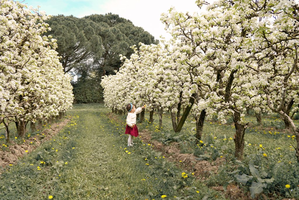 Petite fille au milieu des arbres fruitiers