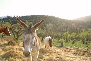 Âne, chevaux et poney, Drôme provençale