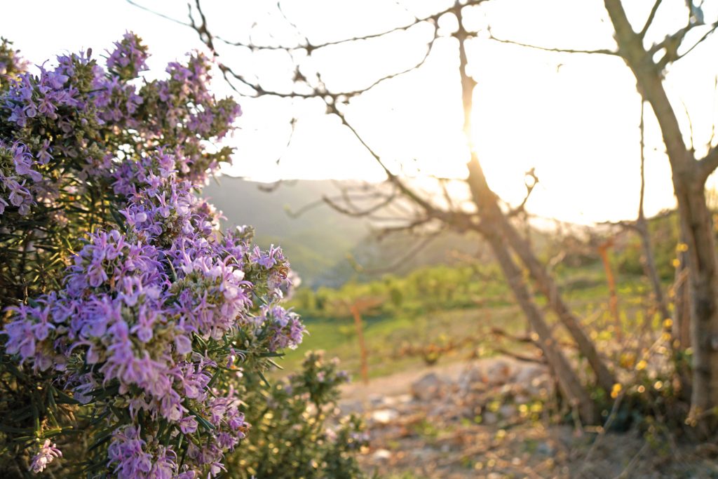 Drôme provençale