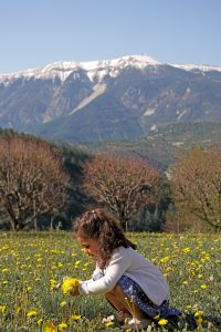 Petite fille cueille des fleurs, vue sur le Mont Ventoux, Drôme provençale
