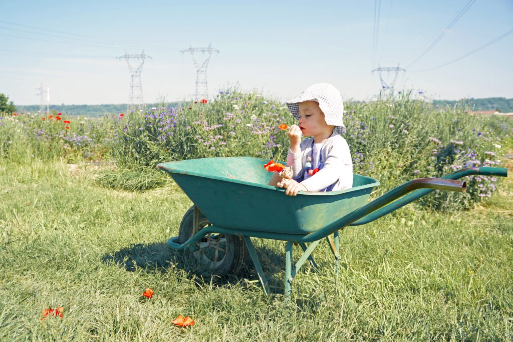 Petite fille dans un champs de fleurs à Fraisochamp, Thil