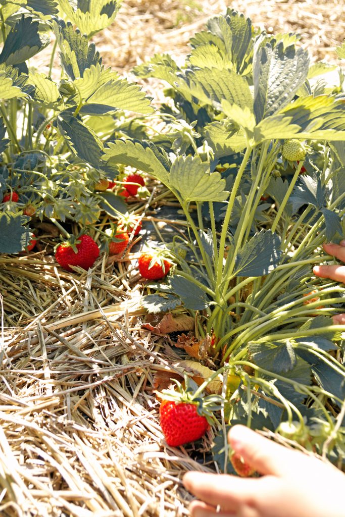 Fraises à Fraisochamp, Thil