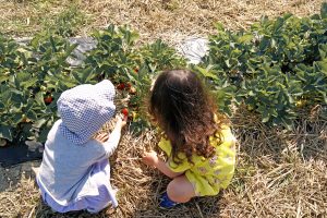 Petites filles cueillent des fraises à Fraisochamp, Thil
