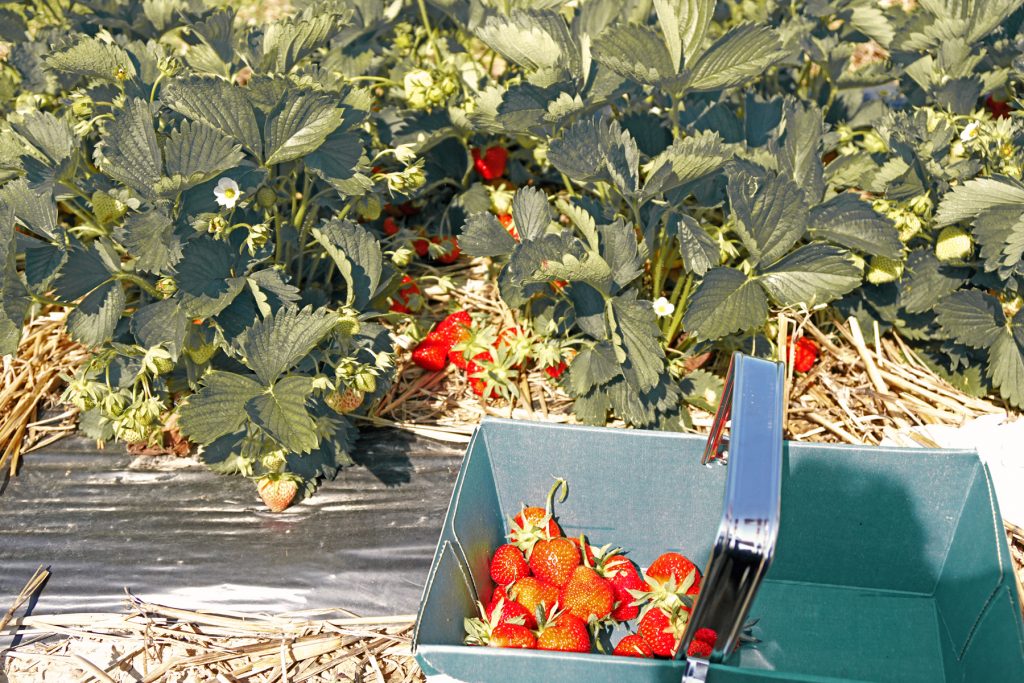 Cueillette de fraises à Fraisochamp, Thil
