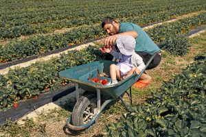 Père et fille pendant la cueillette de fraises à Fraisochamp, Thil
