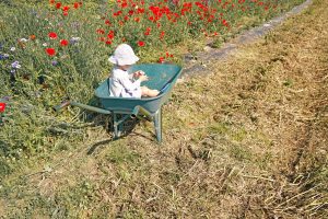Petite fille dans un champs de fleurs à Fraisochamp, Thil