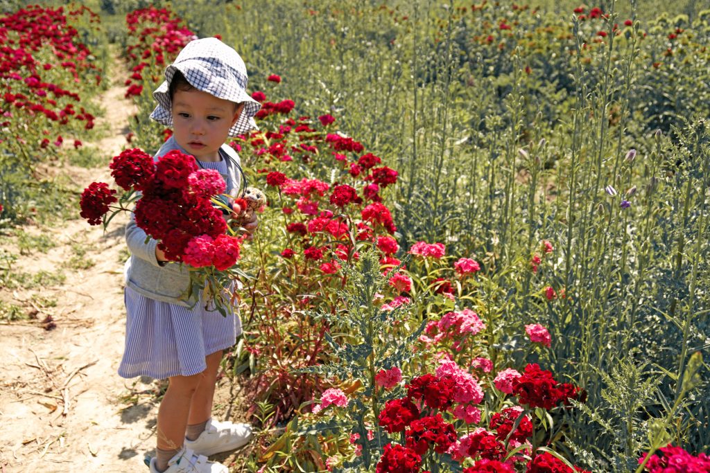 Petite fille dans un champs de fleurs à Fraisochamp, Thil