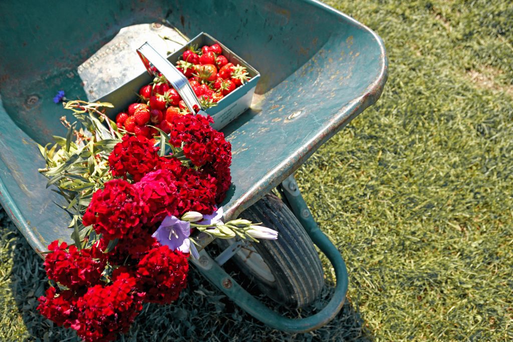 Brouette, Fraises et fleurs, Fraisochamp, Thil