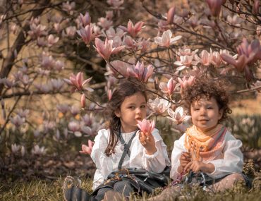 Magnolias en fleurs