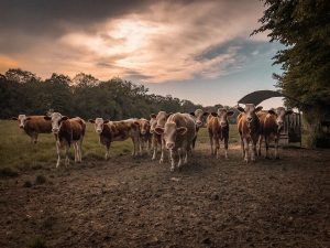 Vaches de campagne, Saône et Loire