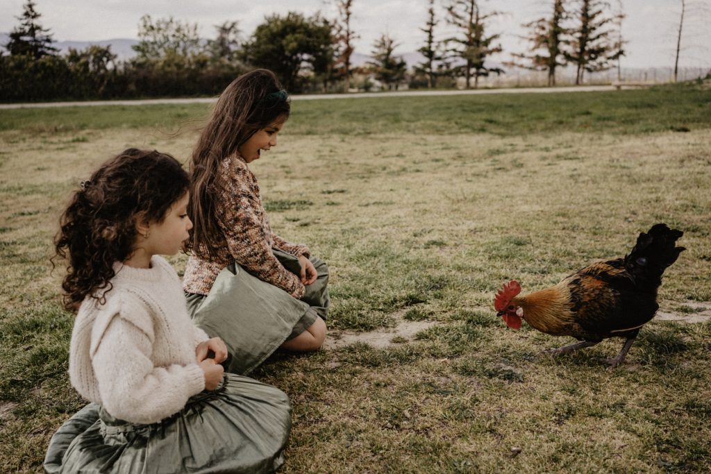 A la ferme pédagogique, les enfants nourrissent les poules