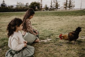 A la ferme pédagogique, les enfants nourrissent les poules